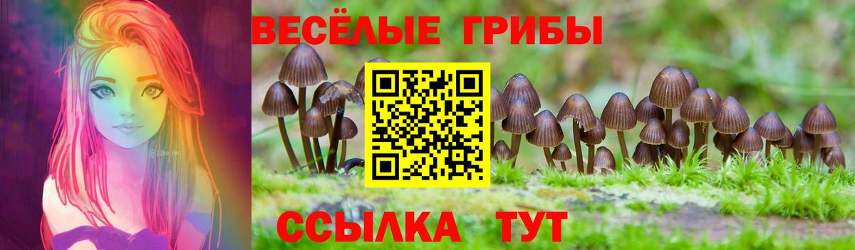 Красноярск  наркота  Вход с VPN  Псилоцибиновые грибы GOLDEN TEACHER 
